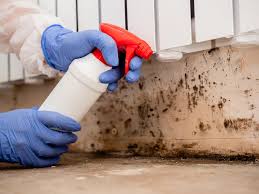 Best Environmental Consulting for Mold Prevention in Mapleton, MN